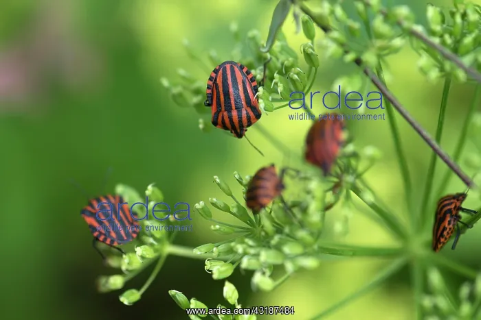 : Italian striped-bugs (Graphosoma italicum) on a : Italian striped-bugs (Graphosoma italicum) on a
