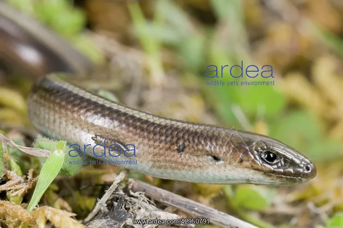 : Italian Three-toed Skink : Italian Three-toed Skink