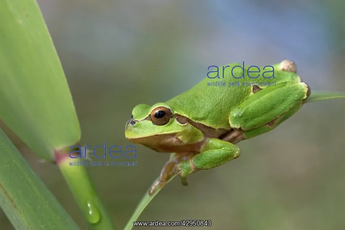 : Italian Tree Frog : Italian Tree Frog