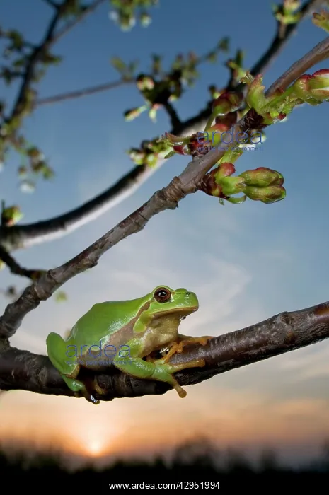: Italian Tree Frog - female at dusk : Italian Tree Frog - female at dusk
