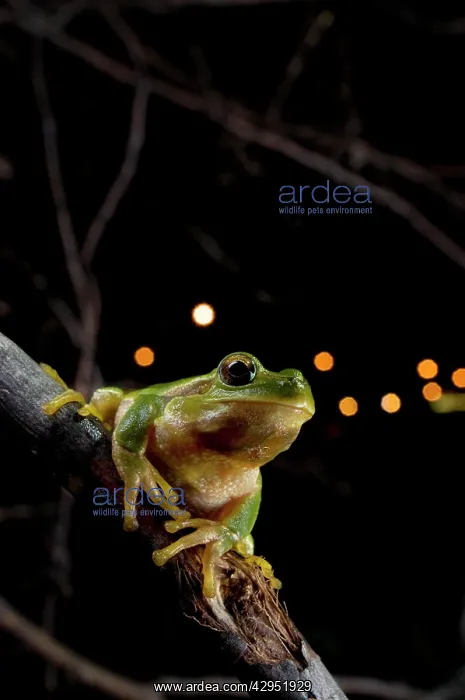 : Italian Tree Frog - in habitat - at night : Italian Tree Frog - in habitat - at night