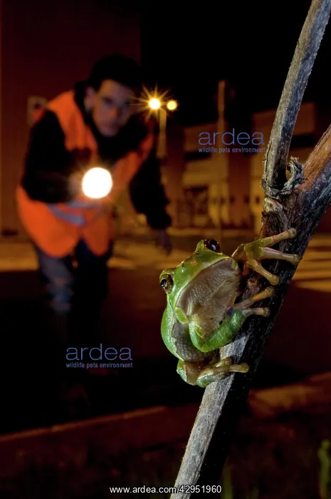 : Italian Tree Frog - Herpetologist observing a treefrog : Italian Tree Frog - Herpetologist observing a treefrog