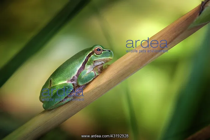 : Italian Tree Frog (Hyla intermedia) resting, Luzzara : Italian Tree Frog (Hyla intermedia) resting, Luzzara