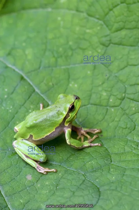 : Italian Tree Frog - on leaf : Italian Tree Frog - on leaf
