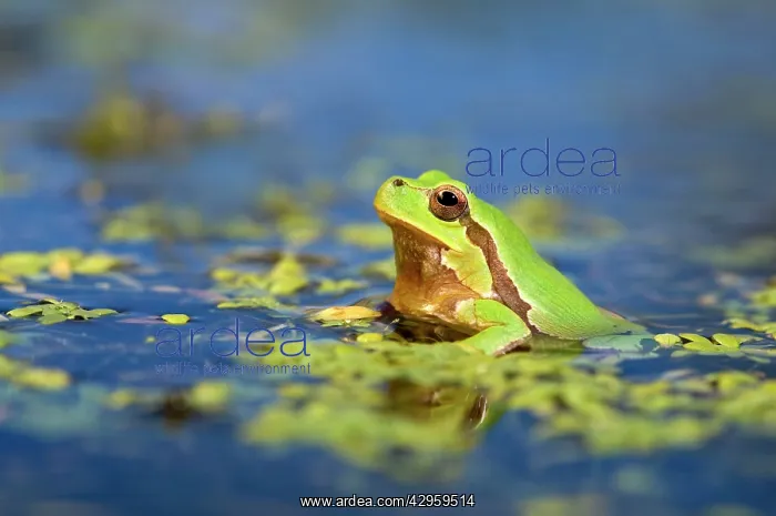 : Italian Tree Frog - male in a pond : Italian Tree Frog - male in a pond