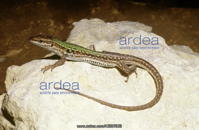 : Italian Wall Lizard : Italian Wall Lizard