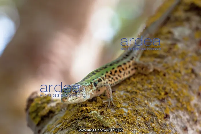 : Italian Wall Lizard : Italian Wall Lizard