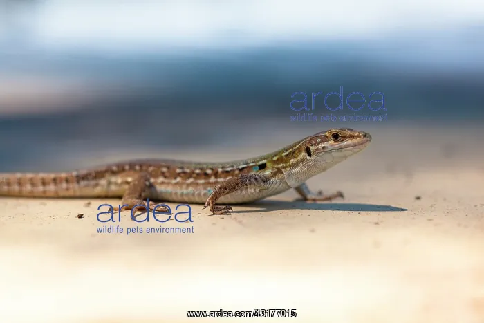 : Italian Wall Lizard : Italian Wall Lizard