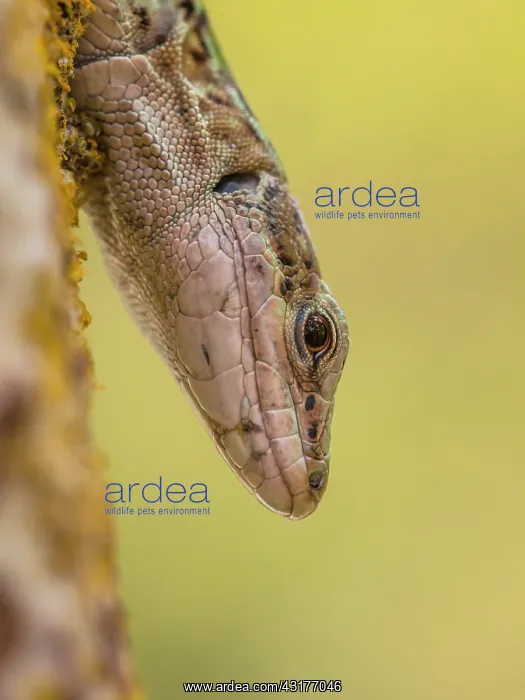  : Italian Wall Lizard