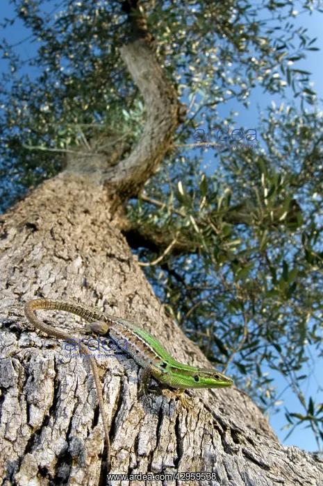 : Italian Wall Lizard - female on an olive tree : Italian Wall Lizard - female on an olive tree