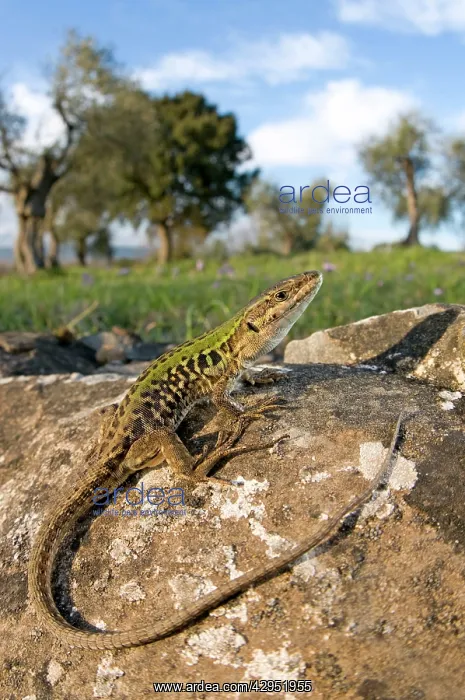 : Italian Wall Lizard - in habitat - male : Italian Wall Lizard - in habitat - male