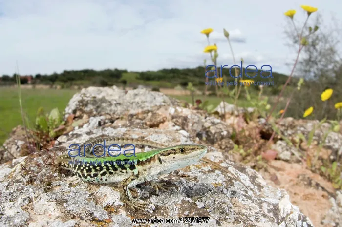 : Italian Wall Lizard - in habitat - male : Italian Wall Lizard - in habitat - male