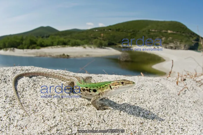 : Italian Wall Lizard - male in habitat : Italian Wall Lizard - male in habitat