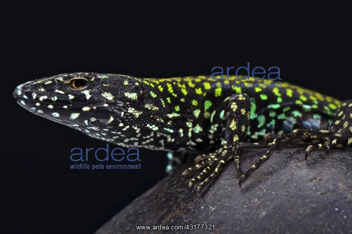 : Italian wall lizard (Podarcis muralis nigriventris) : Italian wall lizard (Podarcis muralis nigriventris)