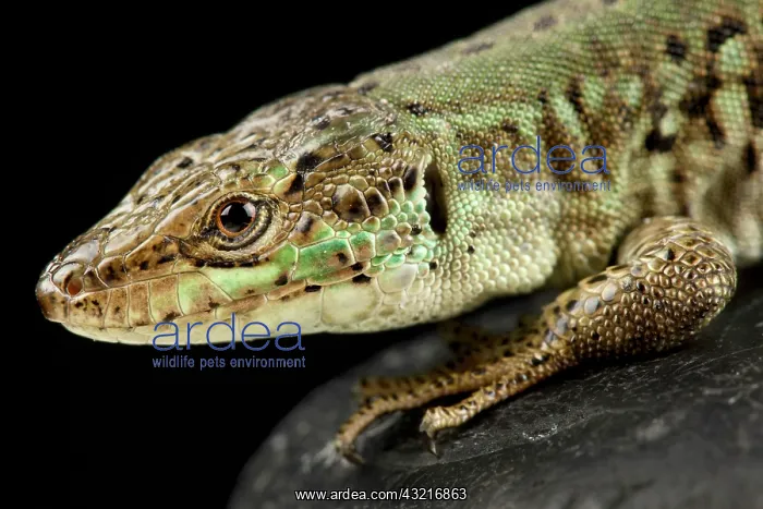 : Italian wall lizard (Podarcis sicula bagnolensis) : Italian wall lizard (Podarcis sicula bagnolensis)