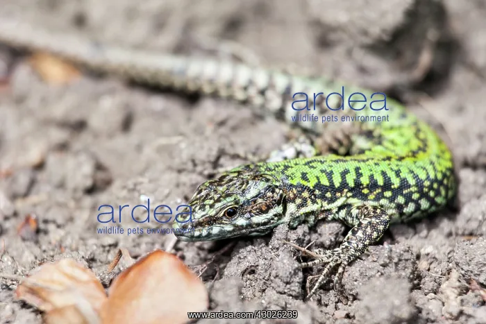 : Italian Wall / Ruin Lizard : Italian Wall / Ruin Lizard