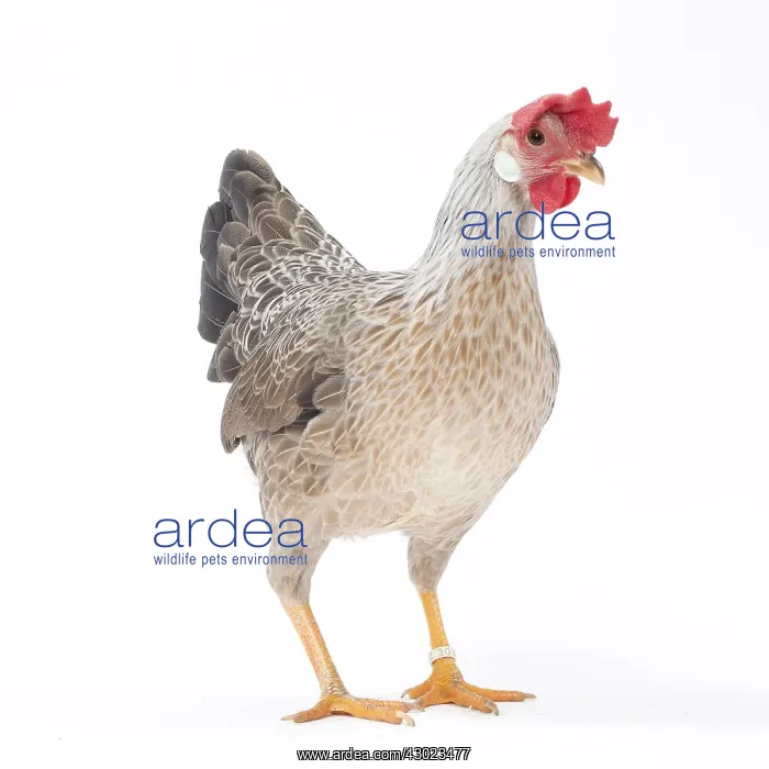  : Italienne Chicken Hen