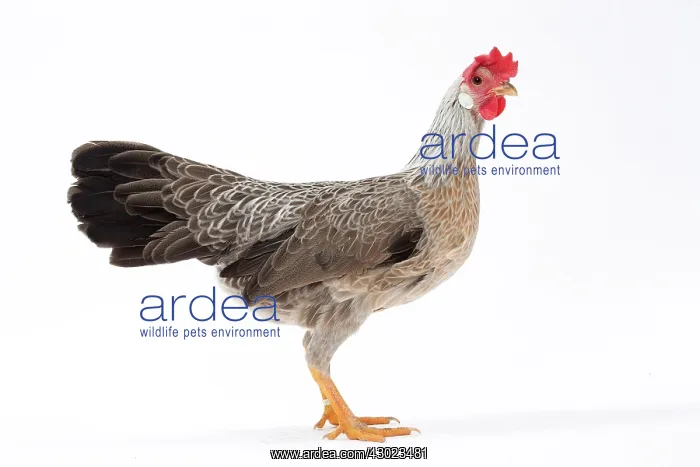  : Italienne Chicken Hen