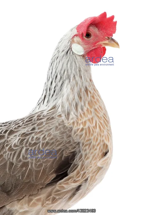  : Italienne Chicken Hen