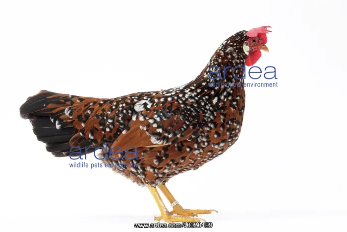  : Italienne Chicken Hen