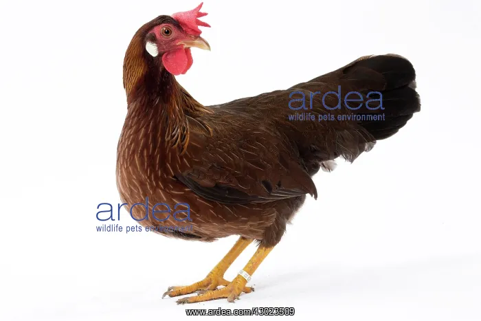  : Italienne Chicken Hen