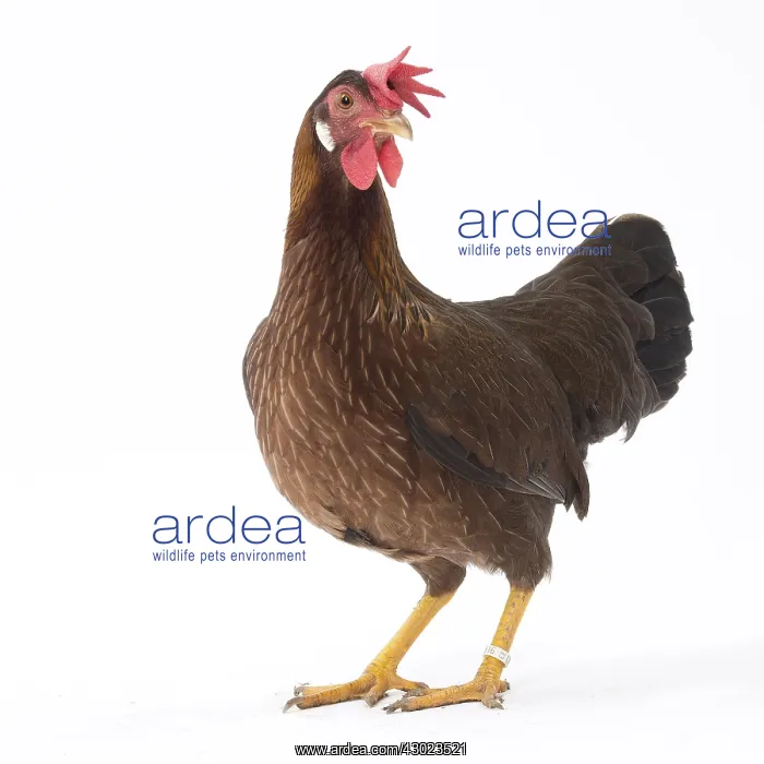  : Italienne Chicken Hen