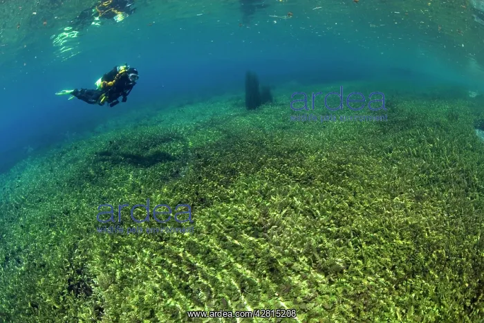 : Italy, Abruzzo, Capestrano, Capo d'Acqua lake scuba diver ex : Italy, Abruzzo, Capestrano, Capo d'Acqua lake scuba diver ex