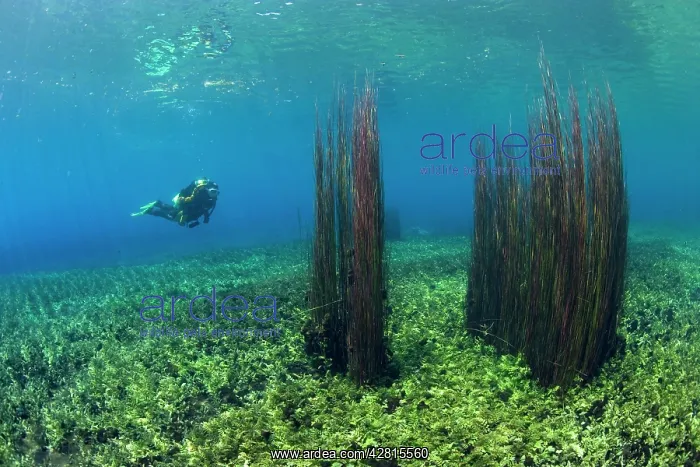 : Italy, Abruzzo, Capestrano, Capo d'Acqua lake scuba diver ex : Italy, Abruzzo, Capestrano, Capo d'Acqua lake scuba diver ex