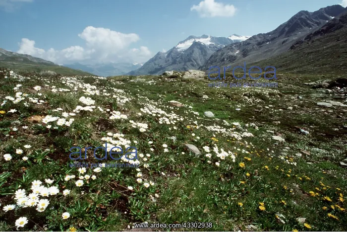 : Italy - Alpine Moon daisies in Steluio National Park : Italy - Alpine Moon daisies in Steluio National Park