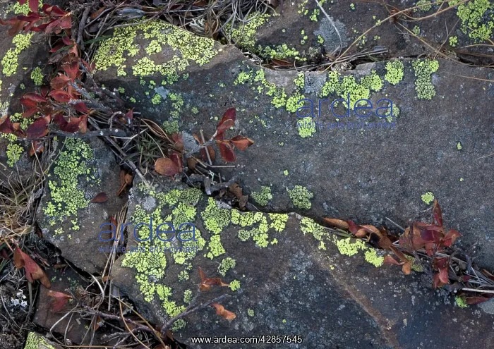 : Italy - Autumn in the high mountains: strong lichen : Italy - Autumn in the high mountains: strong lichen