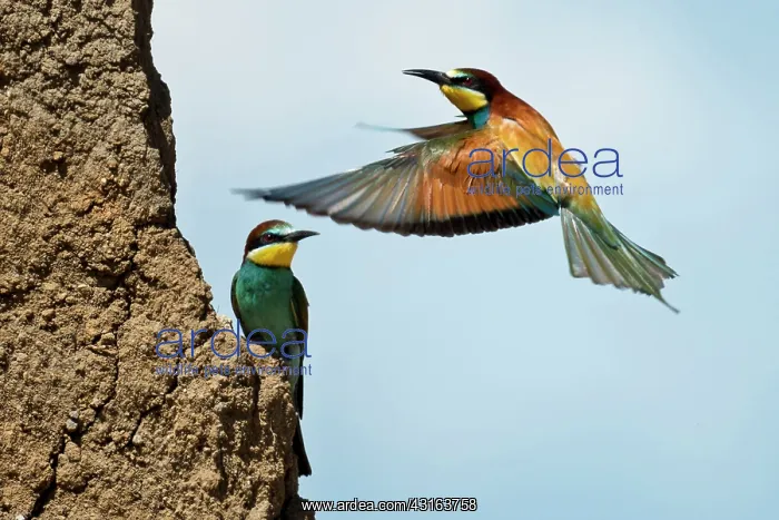 : Italy Campania European Bee-eater : Italy Campania European Bee-eater