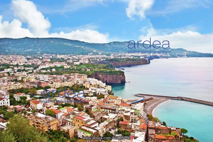 : Italy, Campania, Mediterranean sea, Tyrrhenian : Italy, Campania, Mediterranean sea, Tyrrhenian