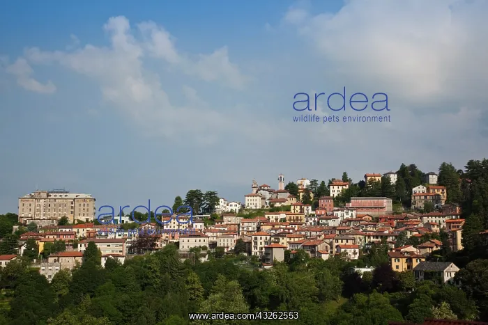 : Italy, Como Province, Brunate. Town view : Italy, Como Province, Brunate. Town view