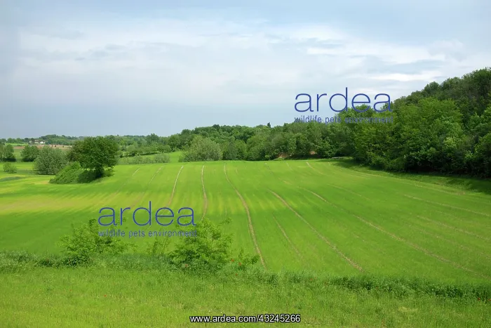 : Italy, countryside, wheat fields : Italy, countryside, wheat fields