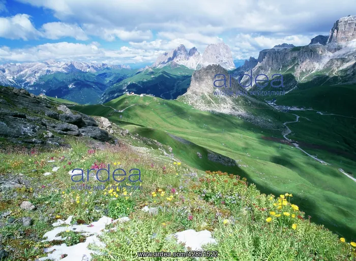 : ITALY - Dolomites after new snow with Alpine flowers : ITALY - Dolomites after new snow with Alpine flowers