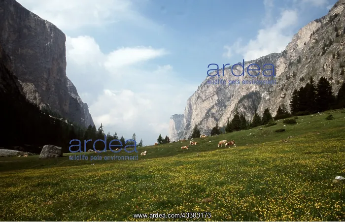 : Italy - Glaciated Valley : Italy - Glaciated Valley