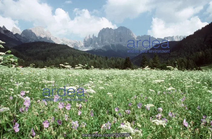 : ITALY - Hay meadow with Meadow Cranesbill : ITALY - Hay meadow with Meadow Cranesbill