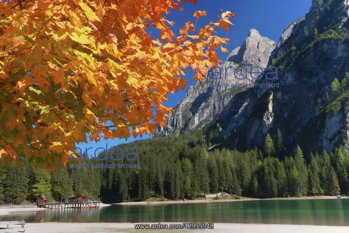 : Italy - Lago di Braies / Pragser Wildsee in autumn : Italy - Lago di Braies / Pragser Wildsee in autumn