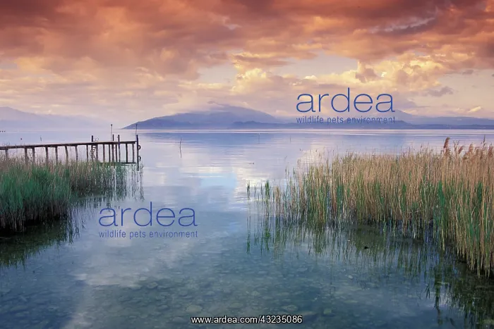 : Italy, Lake Garda. Scenic view from shore : Italy, Lake Garda. Scenic view from shore