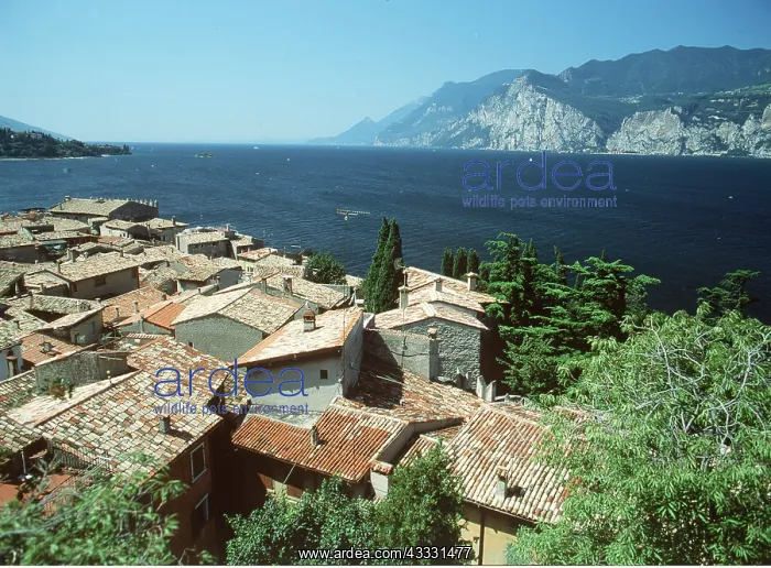 : ITALY - Malcesine, view of Lake Garda : ITALY - Malcesine, view of Lake Garda