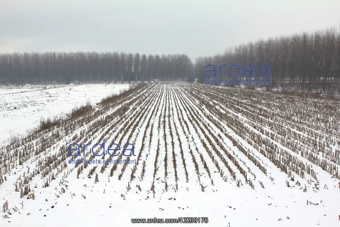  : Italy, Mantua, Winter time. Countryside