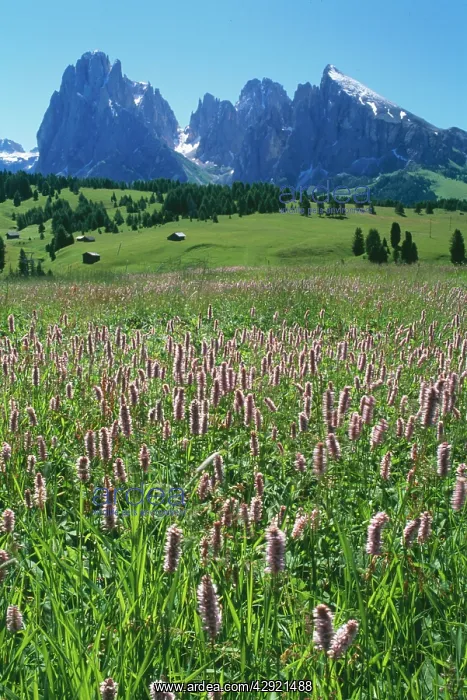 : Italy - mass of Bistort on damp meadows above Ortisea : Italy - mass of Bistort on damp meadows above Ortisea