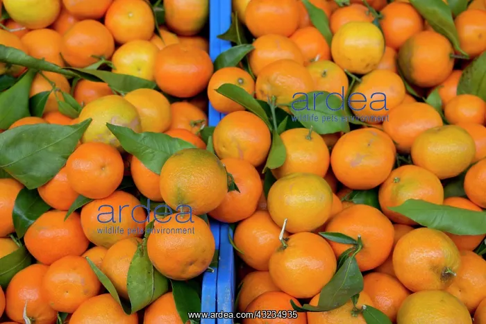 : Italy, Orvieto. Box of fresh Clementine : Italy, Orvieto. Box of fresh Clementine