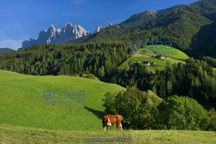 : Italy - panoramic view and grazing cattle in front : Italy - panoramic view and grazing cattle in front