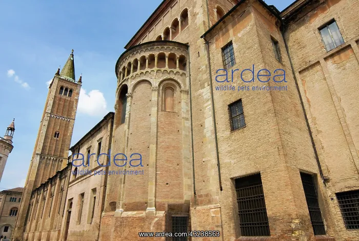 : Italy, Parma, The Cathedral : Italy, Parma, The Cathedral