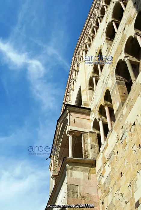 : Italy, Parma, The Cathedral : Italy, Parma, The Cathedral