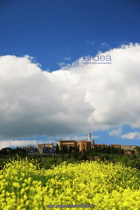 : Italy, Pienza. Flowers bloom below the hilltop : Italy, Pienza. Flowers bloom below the hilltop