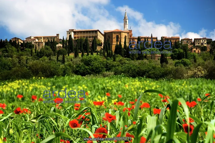 : Italy, Pienza. Poppies bloom below the hilltop : Italy, Pienza. Poppies bloom below the hilltop