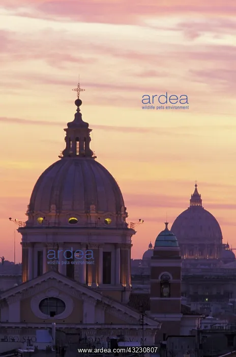 : Italy, Rome. View from atop the Spanish : Italy, Rome. View from atop the Spanish