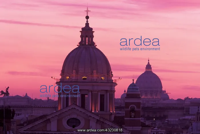 : Italy, Rome. View from atop the Spanish : Italy, Rome. View from atop the Spanish